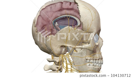 Cross section of the brain inside the skull 104130712
