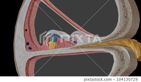 The cochlea is the p of the inner ear involved in hearing. The cochlea is the p of the inner ear involved in hearing. 104130729