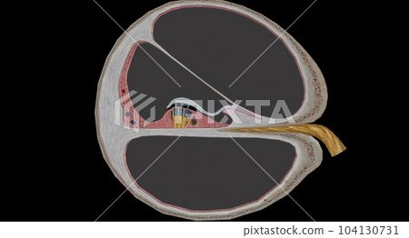 The cochlea is the p of the inner ear involved in hearing. 104130731