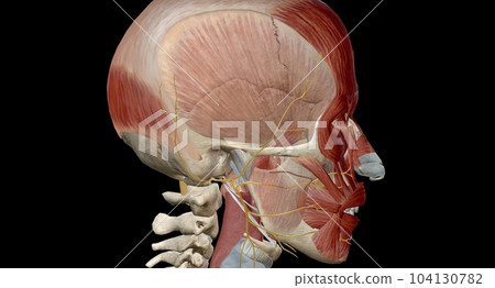 The cranial nerves are a set of 12 paired nerves in the back of your brain. The cranial nerves are a set of 12 paired nerves in the back of your brain. 104130782