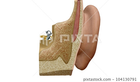 An ear is the organ that enables hearing and, in mammals, body b 104130791