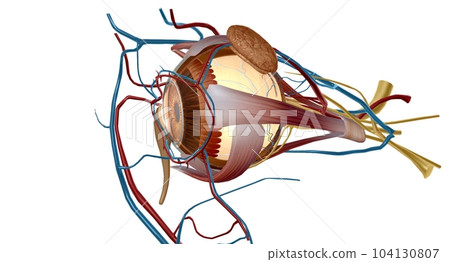 Eyes are organs of the visual system Eyes are organs of the visual system 104130807