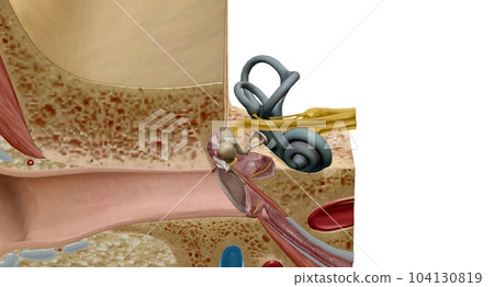 The inner ear is the innermost p of the ear, and houses the vestibulocochlear organs. 104130819