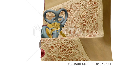 The inner ear is the innermost p of the ear, and houses the vestibulocochlear organs. The inner ear is the innermost p of the ear, and houses the vestibulocochlear organs. 104130823