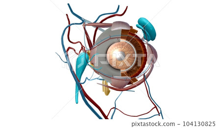 The lacrimal apparatus is the physiological system containing the orbital structures for tear production and drainage. The lacrimal apparatus is the physiological system containing the orbital structures for tear production and drainage. 104130825