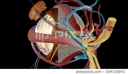 The zonules are the tiny thread-like fibers that hold the eye's lens firmly in place. 104130841
