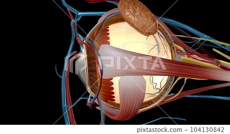 The zonules are the tiny thread-like fibers that hold the eye's lens firmly in place. The zonules are the tiny thread-like fibers that hold the eye's lens firmly in place. 104130842