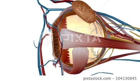 The zonules are the tiny thread-like fibers that hold the eye's lens firmly in place. 104130845
