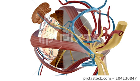 The zonules are the tiny thread-like fibers that hold the eye's lens firmly in place. 104130847