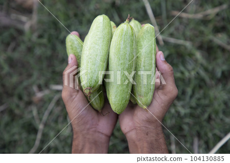 Farmer Hand-holding some raw green pointed gourd. selective Focus Farmer Hand-holding some raw green pointed gourd. selective Focus 104130885