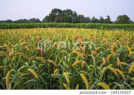 Raw Ripe millet crops in the field agriculture landscape view Raw Ripe millet crops in the field agriculture landscape view 104130887
