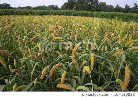 Raw Ripe millet crops in the field agriculture landscape view 104130888