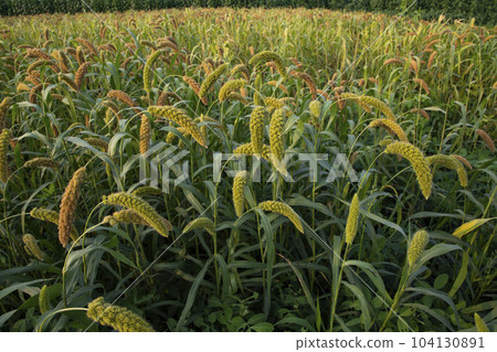 Raw Ripe millet crops in the field agriculture landscape view Raw Ripe millet crops in the field agriculture landscape view 104130891