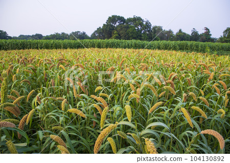 Raw Ripe millet crops in the field agriculture landscape view Raw Ripe millet crops in the field agriculture landscape view 104130892