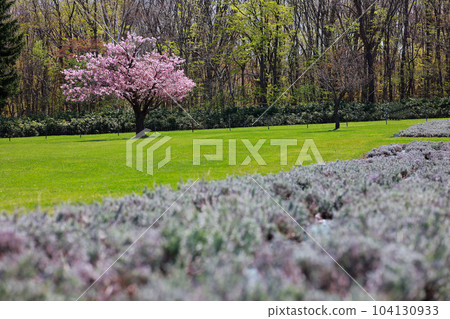Sakura in Sapporo 104130933