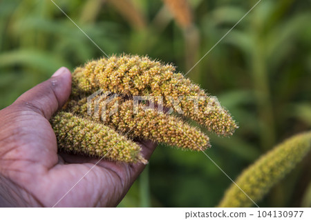 Hand-holding millet spike in the agriculture harvest field 104130977