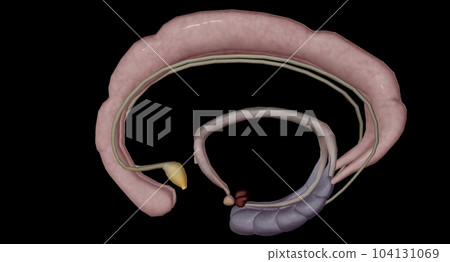 The limbic system that triggers peoples survival instincts The limbic system that triggers peoples survival instincts 104131069