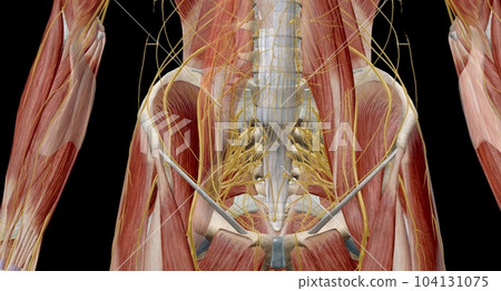 The lumbar plexus is a complex neural network formed by the lower thoracic and lumbar ventral nerve roots. 104131075