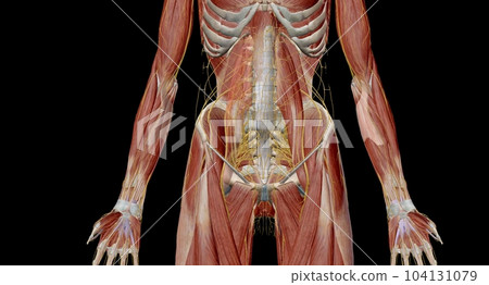 The lumbar plexus is a complex neural network formed by the lower thoracic and lumbar ventral nerve roots. The lumbar plexus is a complex neural network formed by the lower thoracic and lumbar ventral nerve roots. 104131079