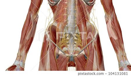 The lumbar plexus is a complex neural network formed by the lower thoracic and lumbar ventral nerve roots. 104131081