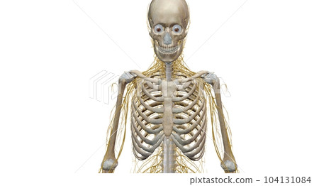 Your nervous system is your body's command center. 104131084