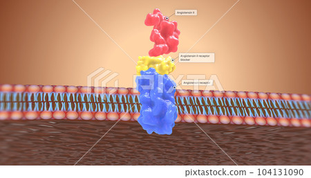 Work by preventing angiotensin II from binding to receptors in the kidneys. 104131090