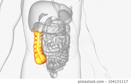 The ascending colon is a portion of the large intestine that originates at the cecum, a small pouch-like structure that receives digestive material from the ileum of the small intestine 104131117
