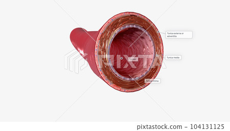 The walls of an artery consist of three layers.The tunica intima, the tunica media, and the tunica externa or adventitia The walls of an artery consist of three layers.The tunica intima, the tunica media, and the tunica externa or adventitia 104131125