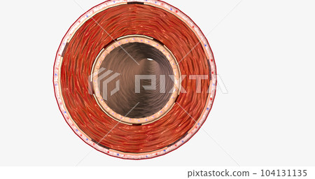 Arteries carry nutrient rich, oxygenated blood to organs and tissues. 104131135