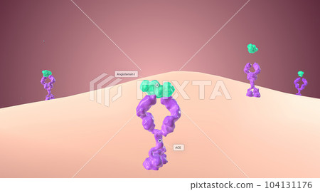 In order for angiotensin II to be created, a protein called angiotensin I binds to angiotensin receptor sites. In order for angiotensin II to be created, a protein called angiotensin I binds to angiotensin receptor sites. 104131176
