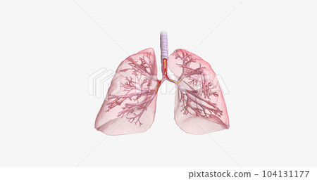 Inflammation and constriction of airways Inflammation and constriction of airways 104131177