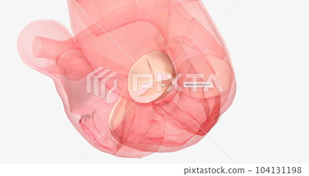 When the ventricle contracts, oxygenated blood is forced through the aortic valve into the aorta to supply the body. 104131198