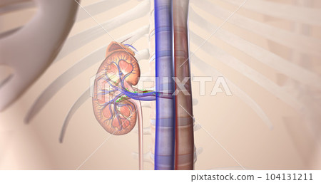 The kidneys help your body by excreting excess sodium into the ureter, where it is flushed away with the urine. 104131211