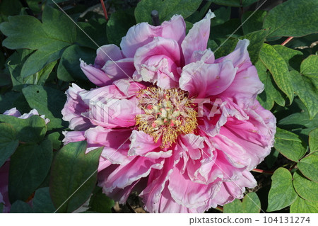 Ootomi peony (Kanayama general park) Ootomi peony (Kanayama general park) 104131274