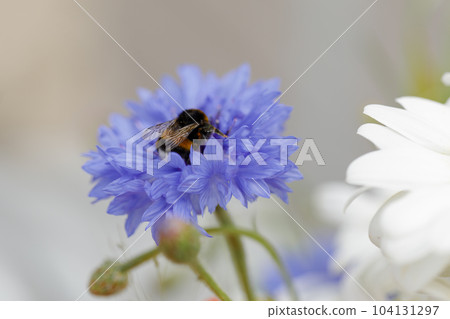 Bumblebee sucking nectar 104131297