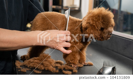 Woman combing a toy poodle during a haircut in a grooming salon. Woman combing a toy poodle during a haircut in a grooming salon. 104131809