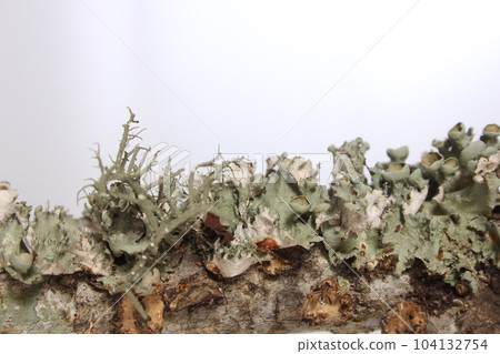 Lichen Tree Fungus Growing on Tree Branch in East Texas Lichen Tree Fungus Growing on Tree Branch in East Texas 104132754