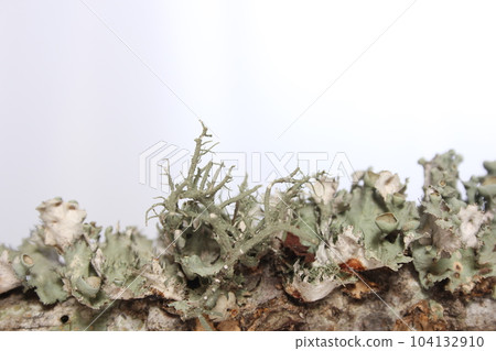 Lichen Tree Fungus Growing on Tree Branch in East Texas 104132910