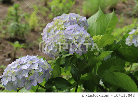 Pale pink hydrangea flowers blooming in a park in early summer 104133048