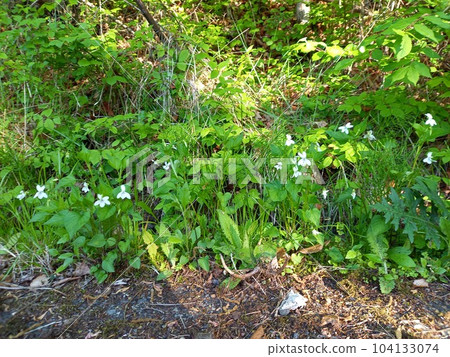 路邊 路邊 104133074