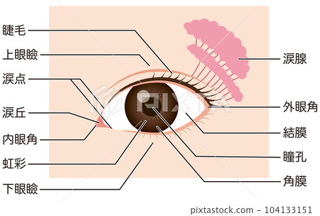 眼睛的機制‖零件名稱 104133151