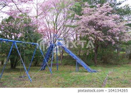 Park with cherry blossoms and playground equipment Park with cherry blossoms and playground equipment 104134265