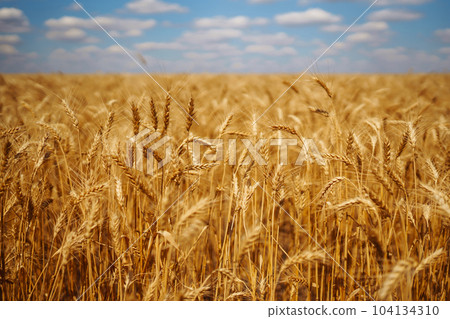 Ripening golden wheat in sunlight with blue cloudy sky. Rich harvest. Agricultural farm. 104134310