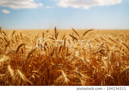 Ripening golden wheat in sunlight with blue cloudy sky. Rich harvest. Agricultural farm. Ripening golden wheat in sunlight with blue cloudy sky. Rich harvest. Agricultural farm. 104134311