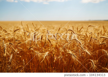Ripening golden wheat in sunlight with blue cloudy sky. Rich harvest. Agricultural farm. 104134313