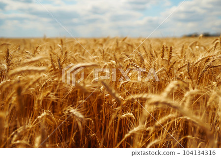 Ripening golden wheat in sunlight with blue cloudy sky. Rich harvest. Agricultural farm. 104134316