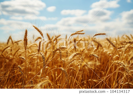 Ripening golden wheat in sunlight with blue cloudy sky. Rich harvest. Agricultural farm. 104134317