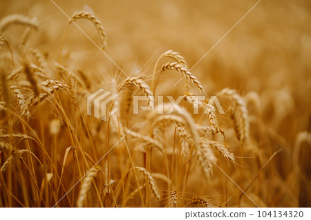 Ripening golden wheat in sunlight with blue cloudy sky. Rich harvest. Agricultural farm. Ripening golden wheat in sunlight with blue cloudy sky. Rich harvest. Agricultural farm. 104134320