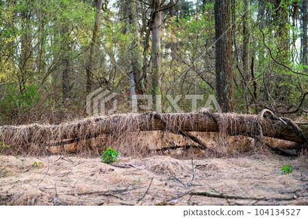 Tall brown grasses cover woodland floor and fallen tree Tall brown grasses cover woodland floor and fallen tree 104134527