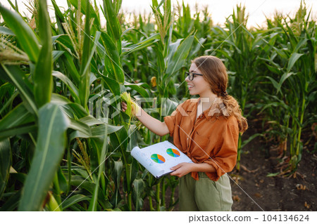 Farmer woman stands in field, inspects green corn plantation. Agricultural industry. Harvest care. Farmer woman stands in field, inspects green corn plantation. Agricultural industry. Harvest care. 104134624